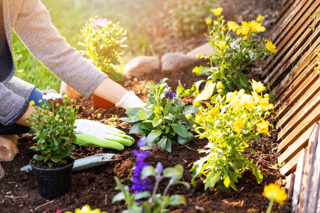 Le pincement des plantes annuelles