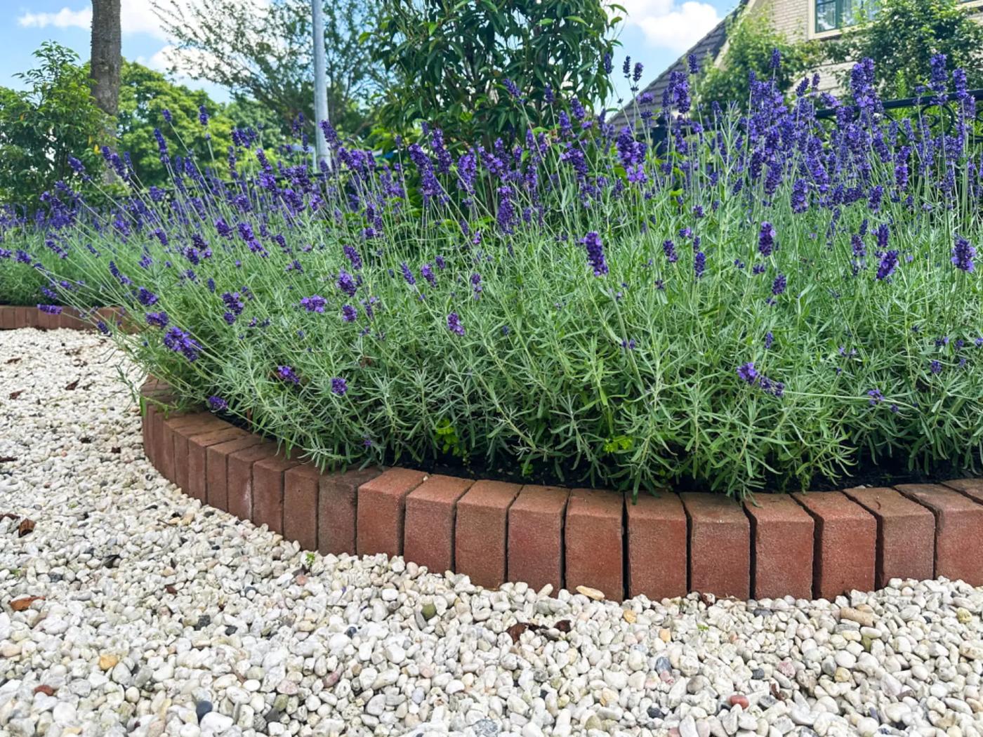 Quelles plantes y mettre