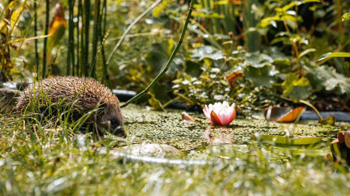 Amenager un jardin accueillant pour les herissons