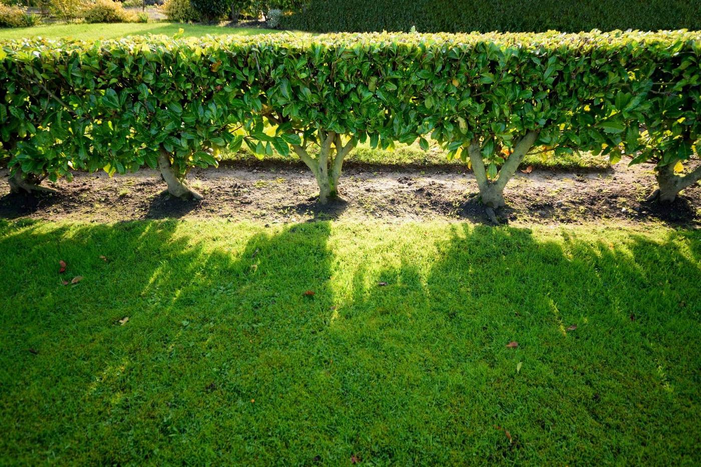 Les haies et clotures qui etouffent l'espace