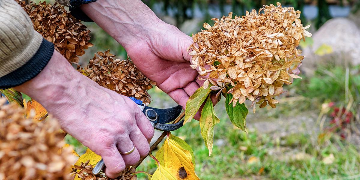 Couper les fleurs fanees : le deadheading