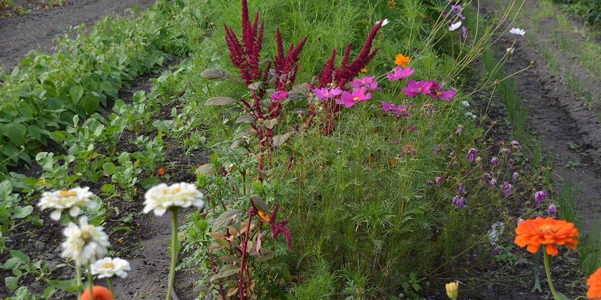Qu'est-ce que le gardenscaping