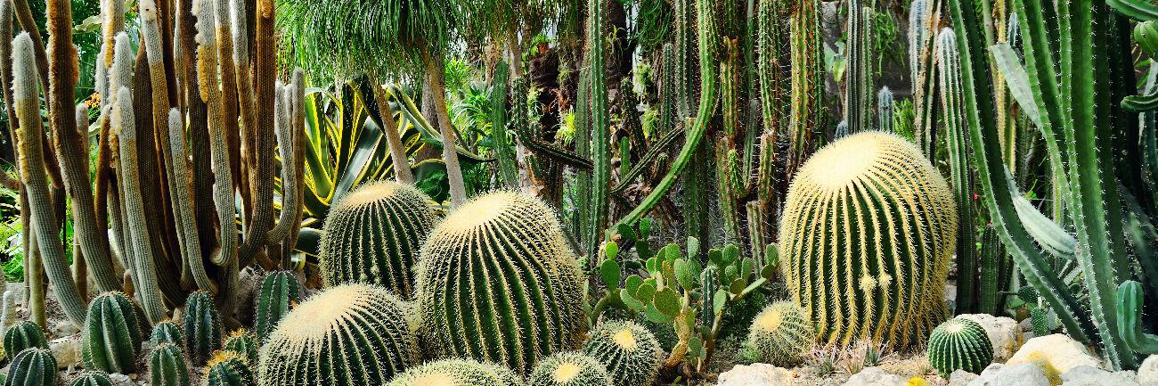 7 plantes qui tolerent l'oubli d'arrosage
