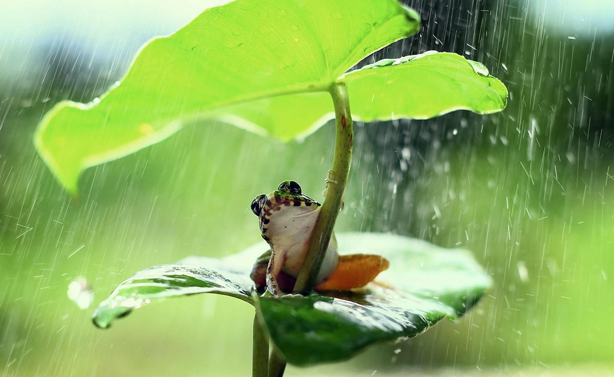 Pourquoi les grenouilles ont besoin d'humidite
