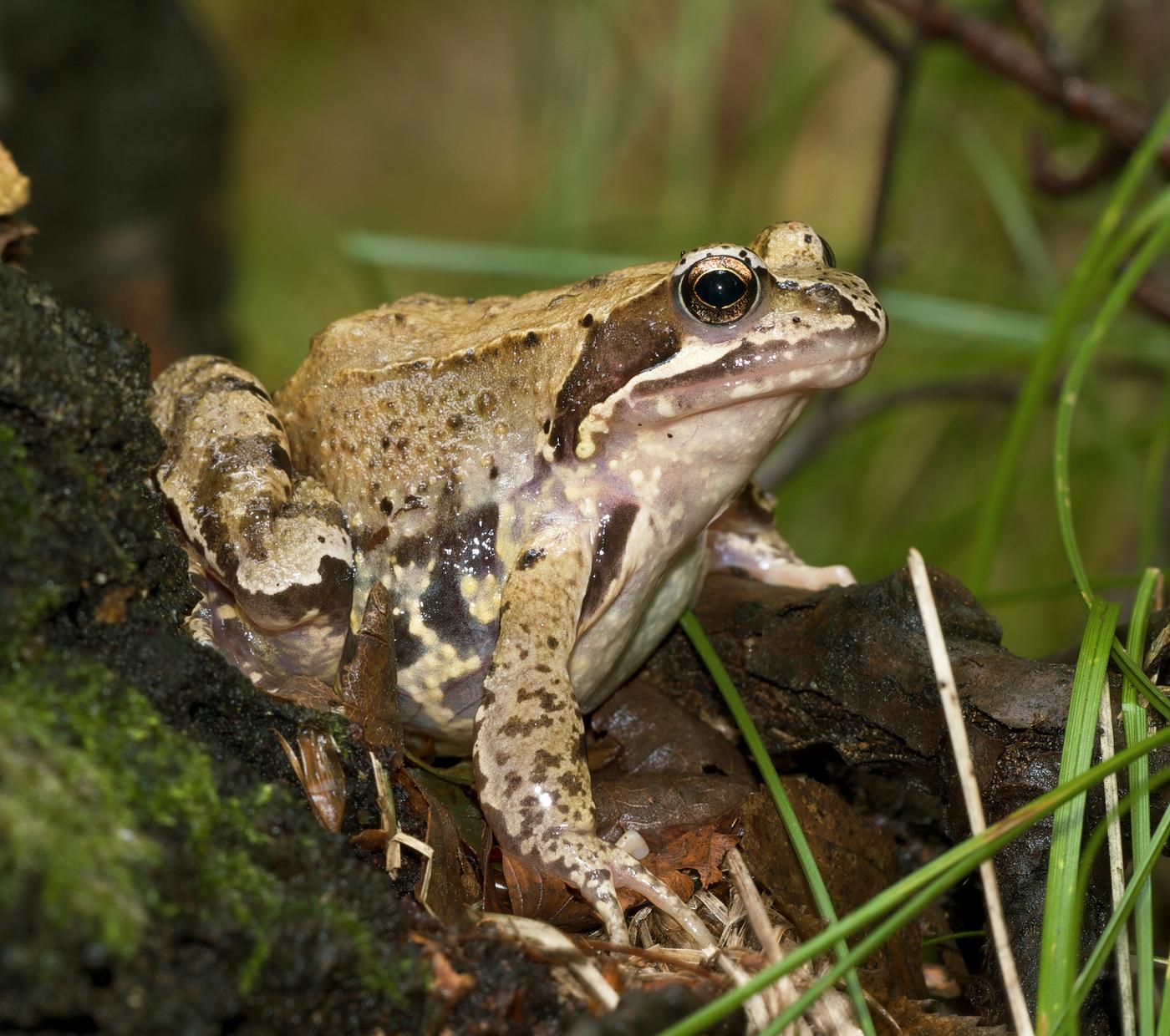Les grenouilles et la reproduction estivale