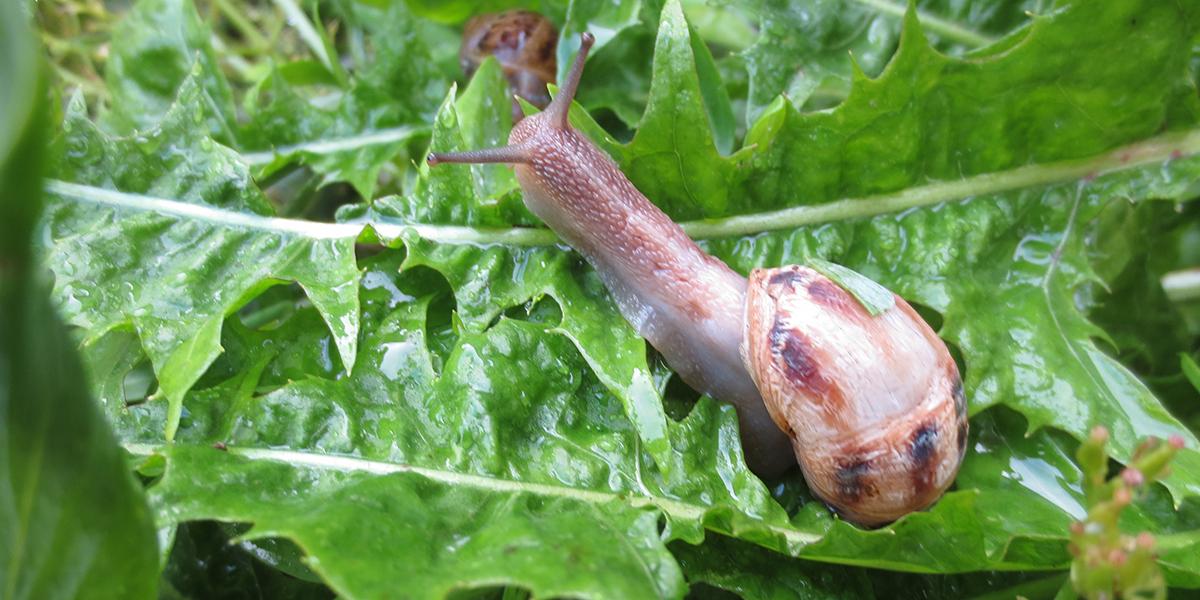 Repousser les limaces et escargots