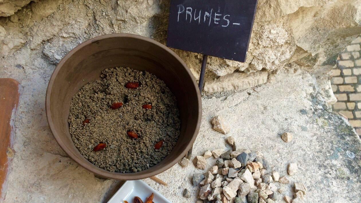 La stratification du noyau de cerise