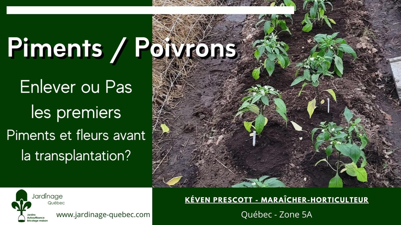 Transplantation et premiers soins