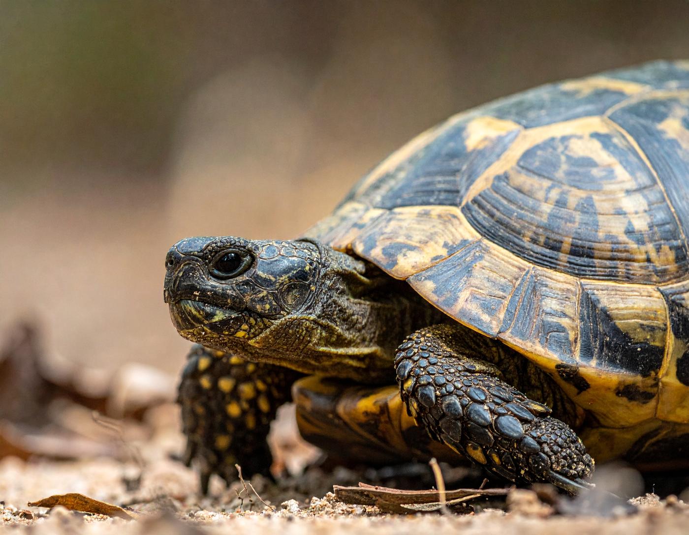 Identifier l'espece de la tortue