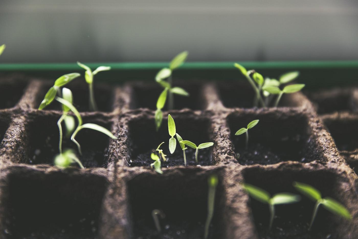 Division et multiplication des hostas