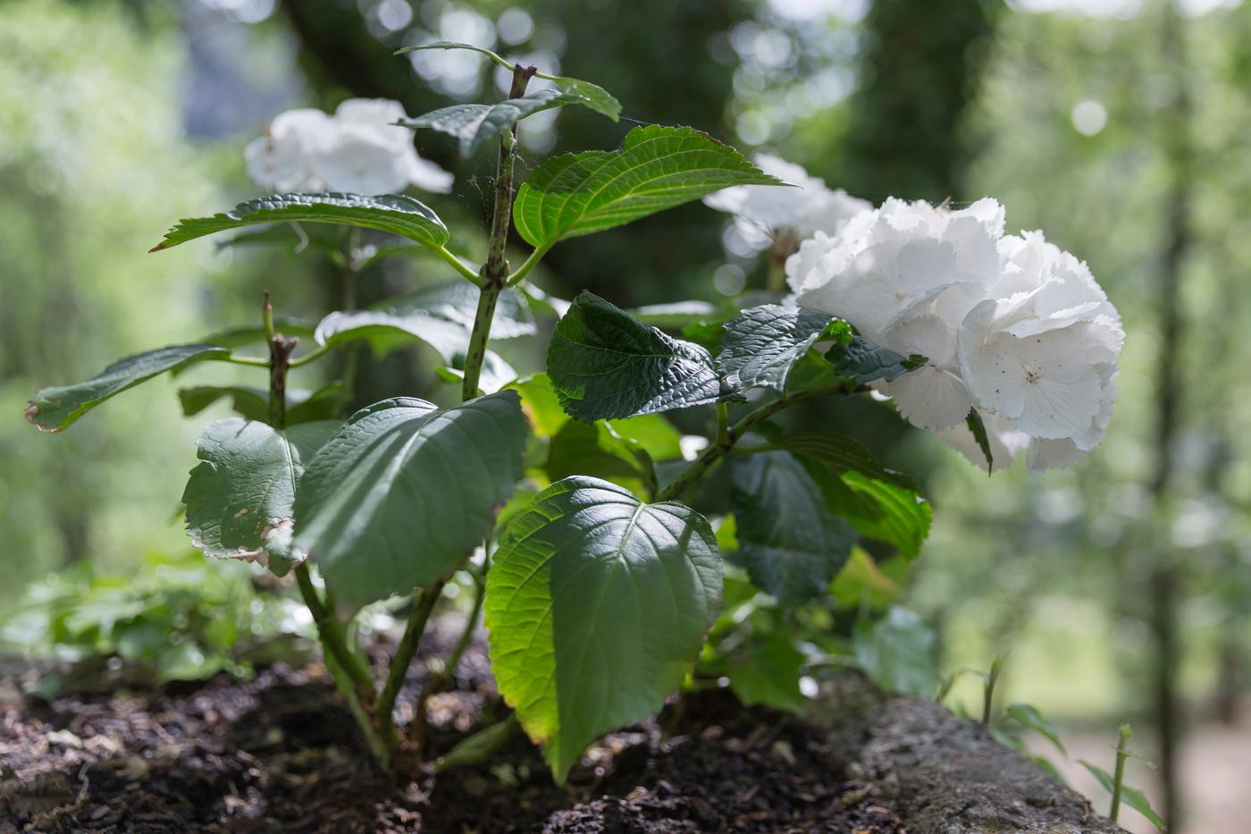 Connaitre son type d'hortensia