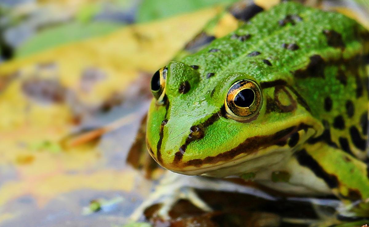 Ne pas paniquer : les grenouilles sont inoffensives