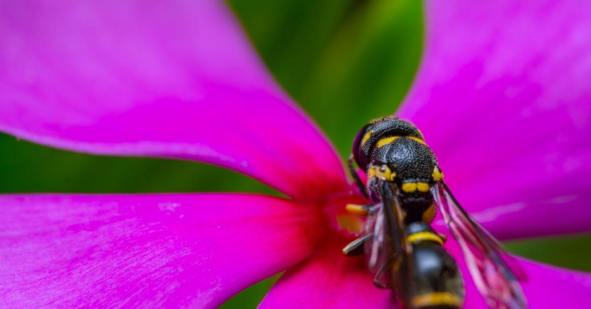 Le role meconnu des guepes au jardin
