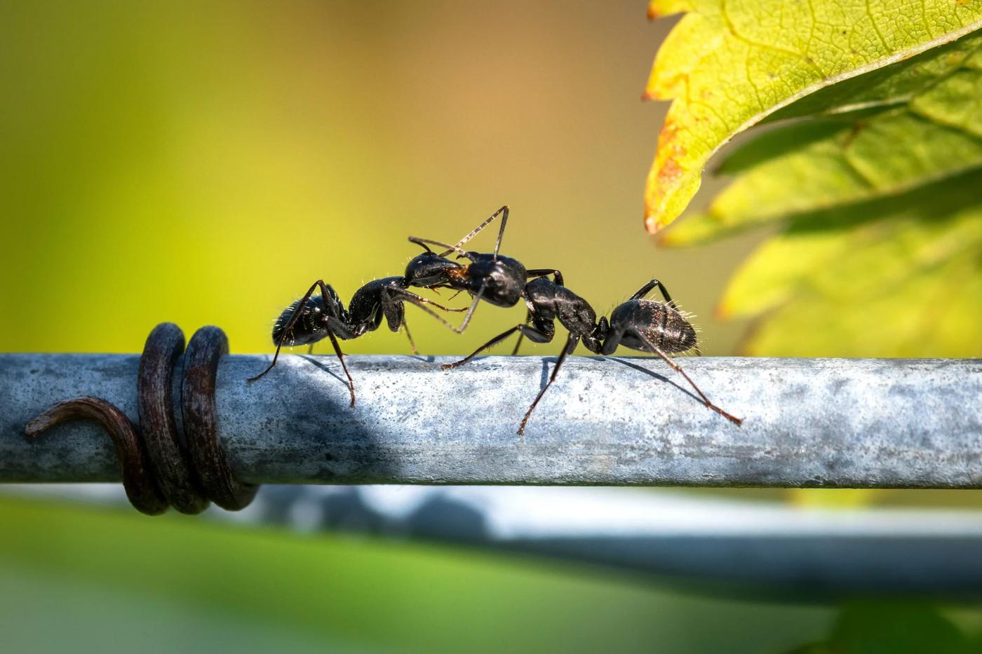 Comment cohabiter avec un nid de guepes