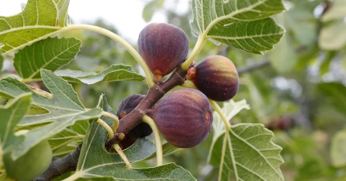Plantation pour favoriser la croissance