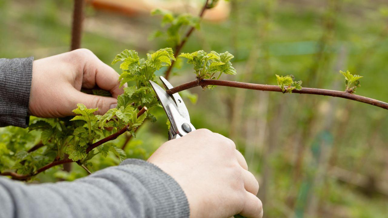 Les 7 arbres a tailler imperativement