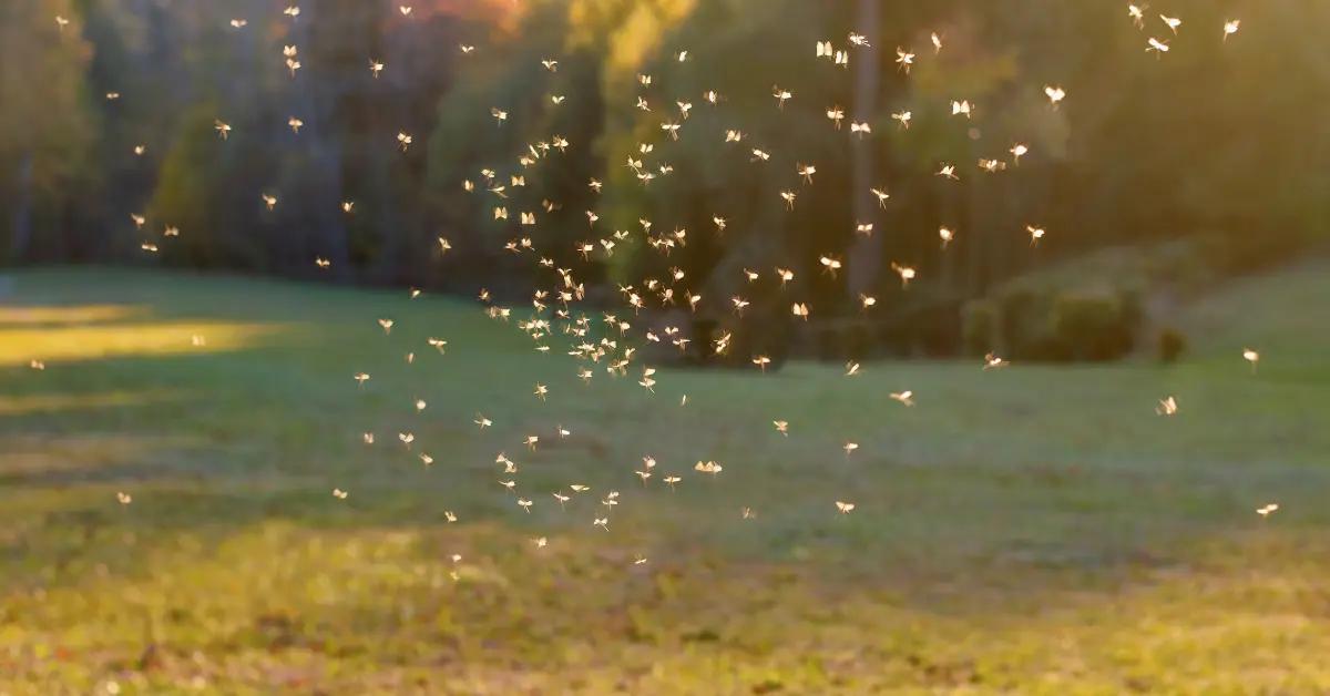 Pourquoi certaines plantes attirent les moustiques