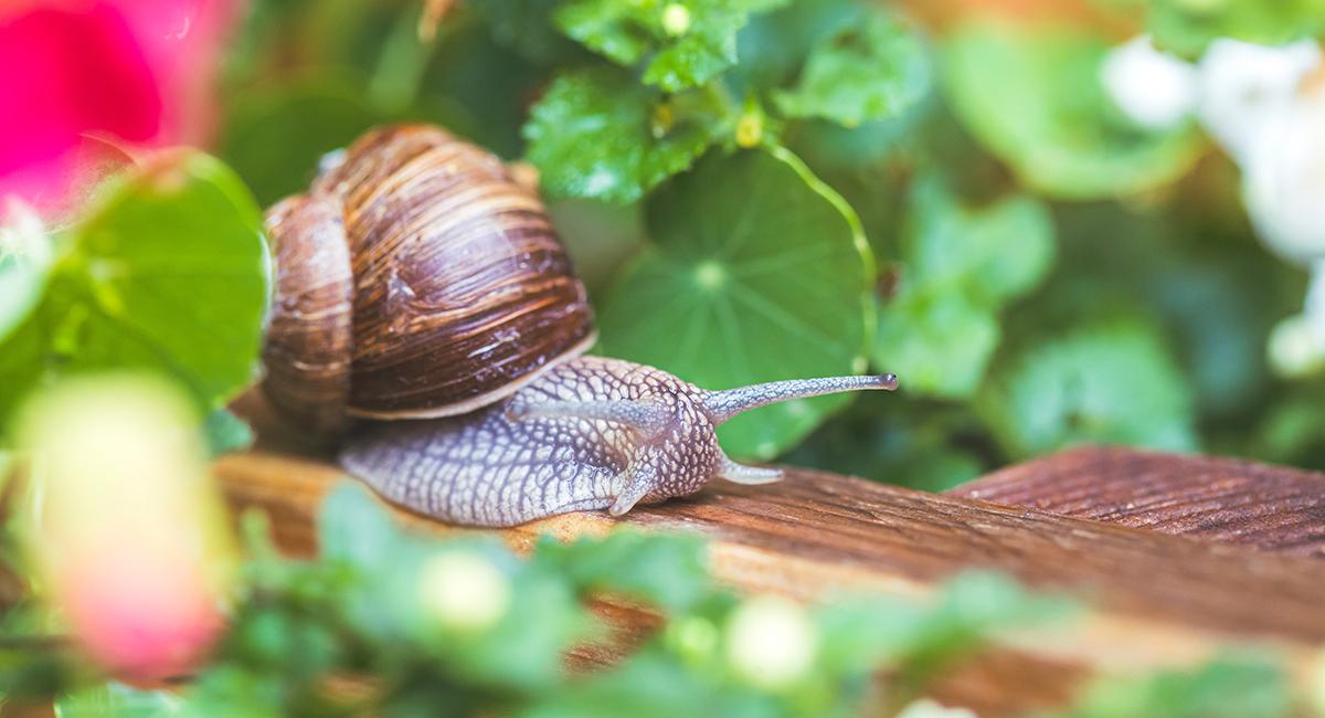 Plantes que les ecureuils detestent
