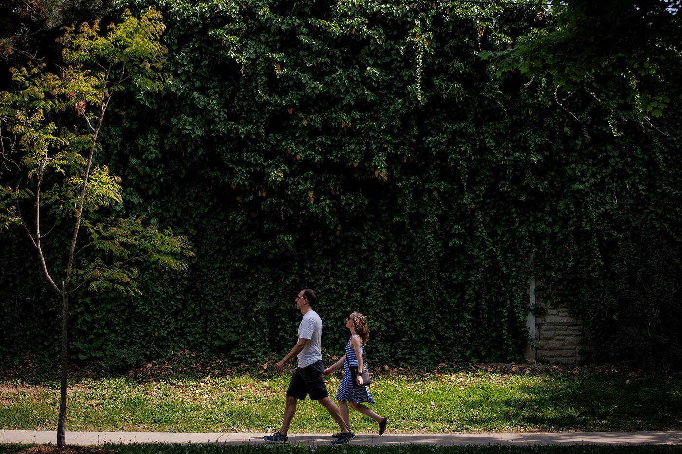 Pourquoi les jeunes arbres sont vulnerables a la chaleur