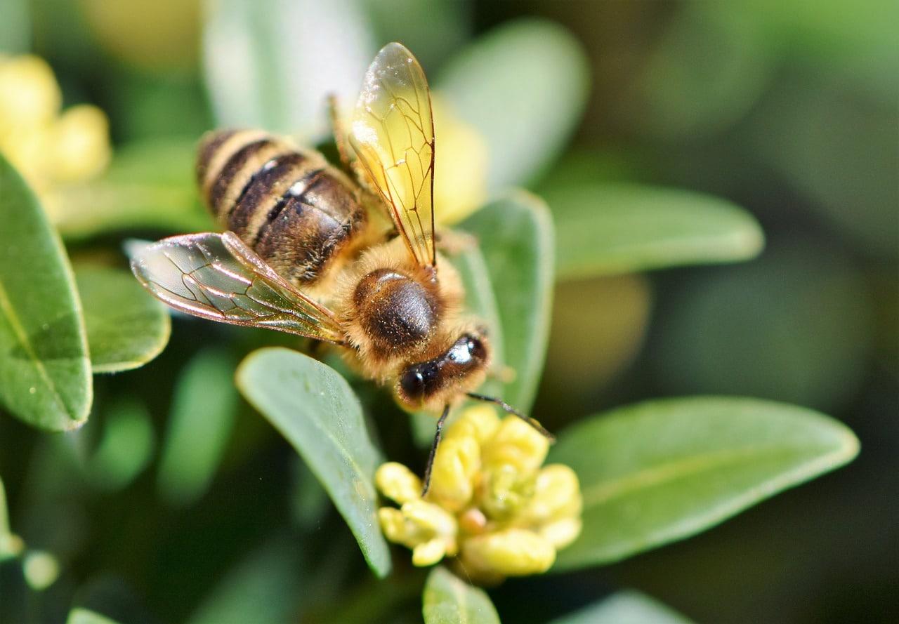 Les abeilles solitaires nichant dans le sol