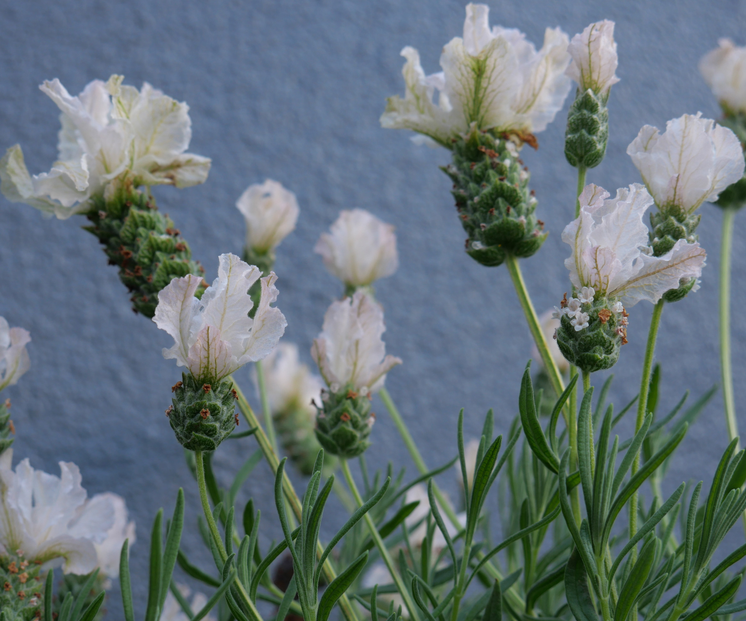 Les 7 plantes parfumees incontournables de l ete