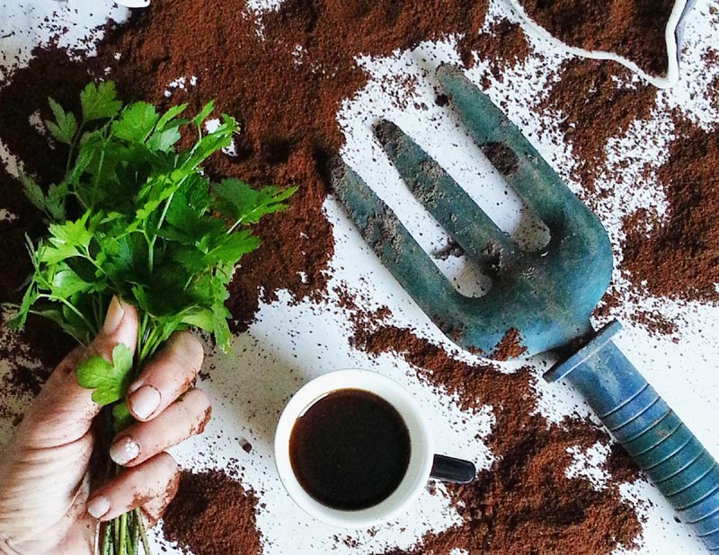 Le marc de café : un allié précieux