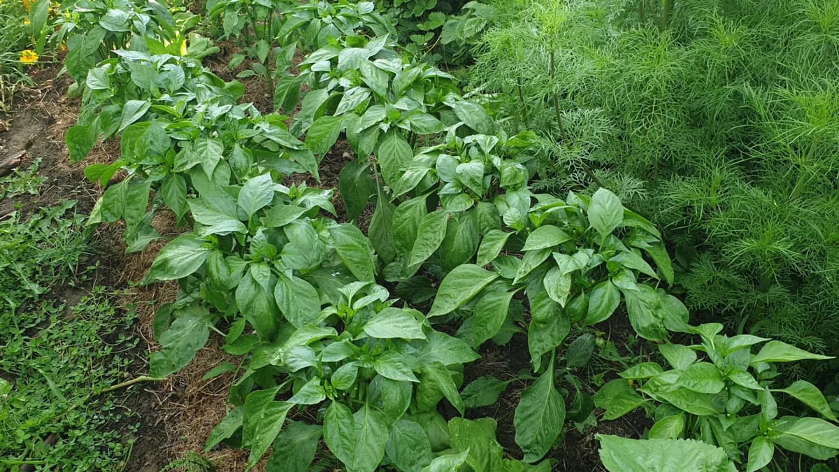 Les plantes à éviter près des poivrons