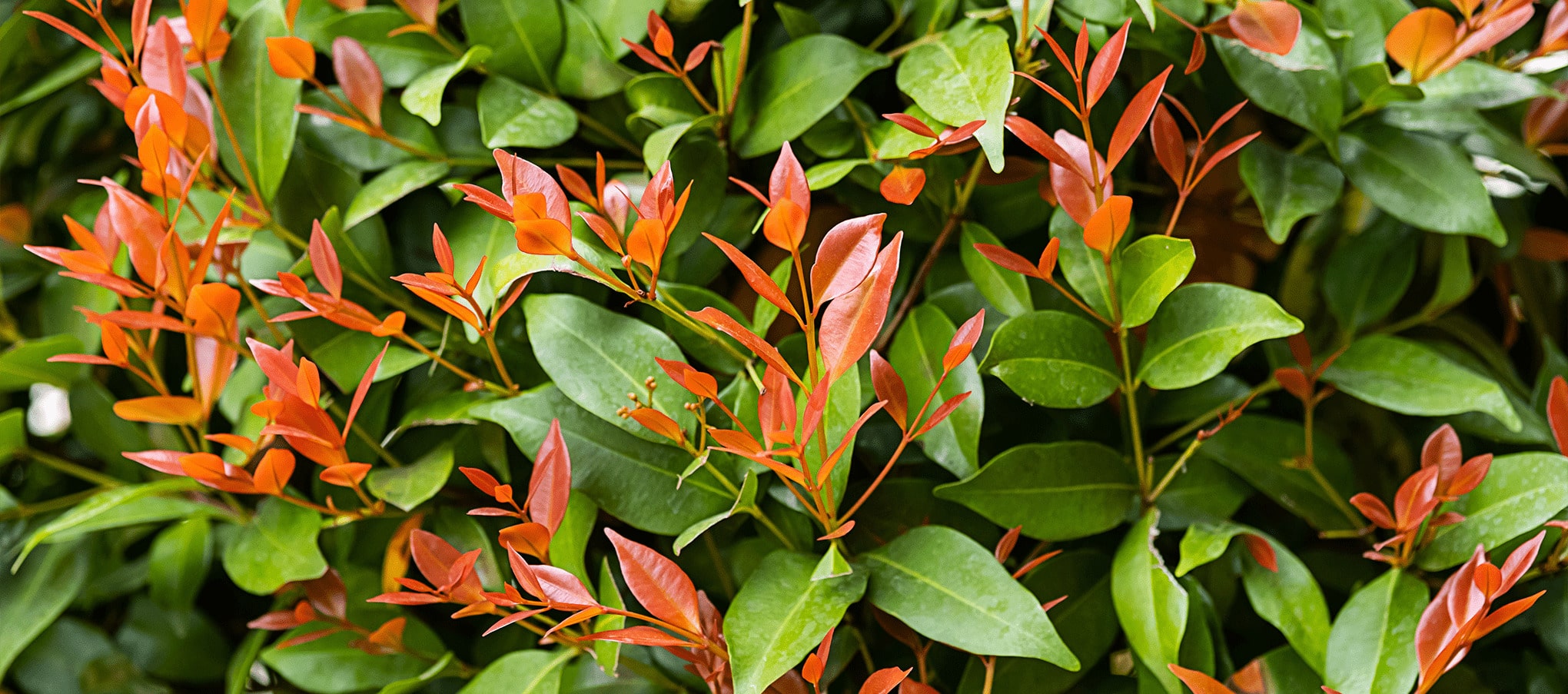 Photinia Red Robin : l arbuste rouge spectaculaire