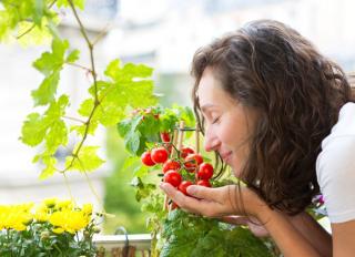 Pourquoi cultiver des tomates en pots ?