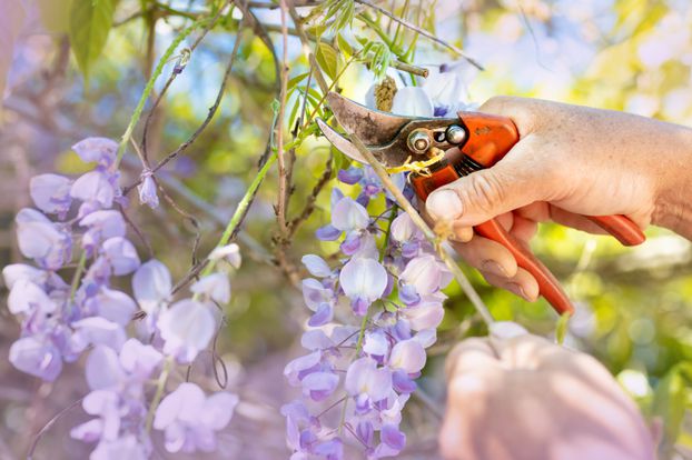 Pourquoi la taille est cruciale pour la floraison de la glyc