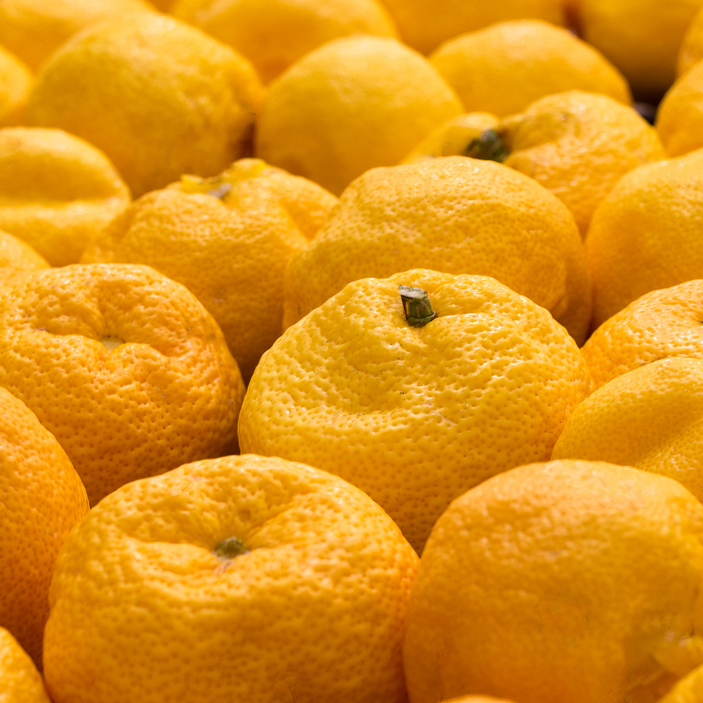 Pourquoi le yuzu est l’agrume idéal pour les climats frais