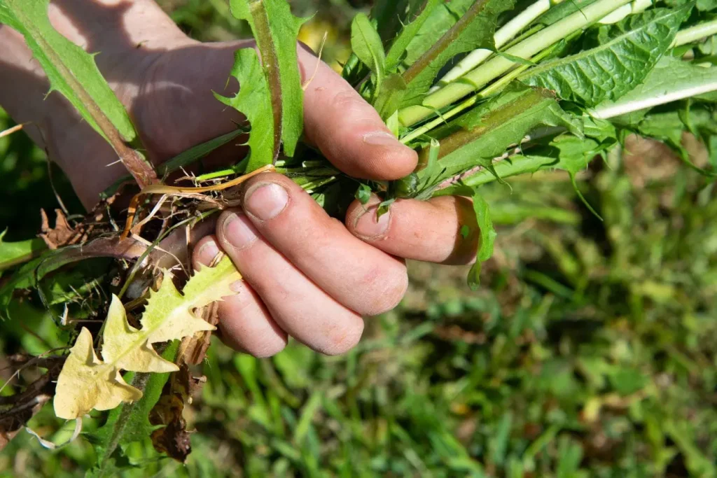 Pourquoi les mauvaises herbes sont-elles un défi pour les ja