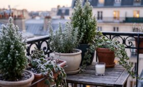 Pourquoi éviter les jeunes plants pour certaines espèces ?