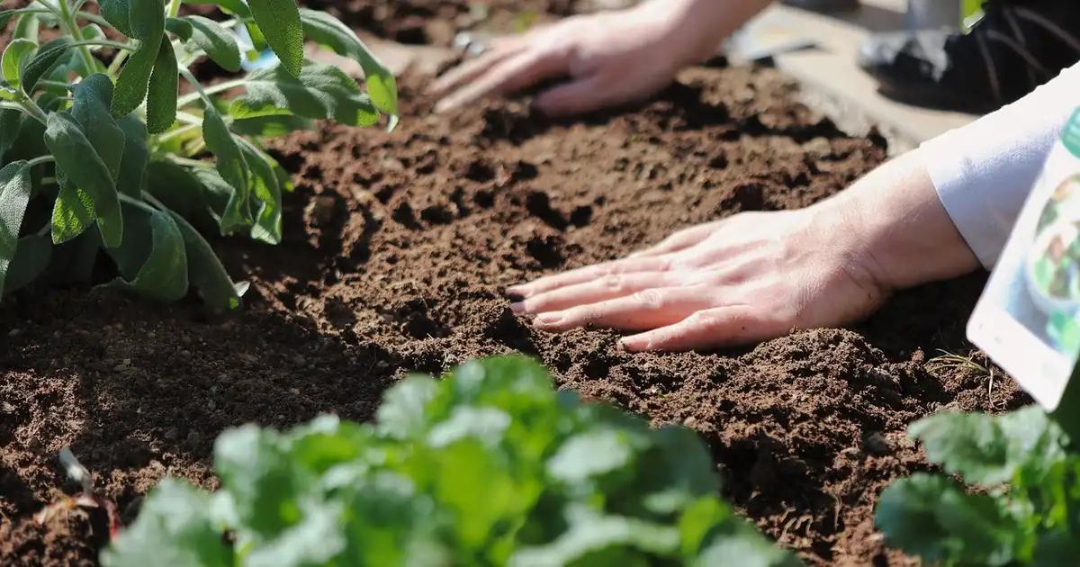 Pourquoi planter des vivaces en juillet