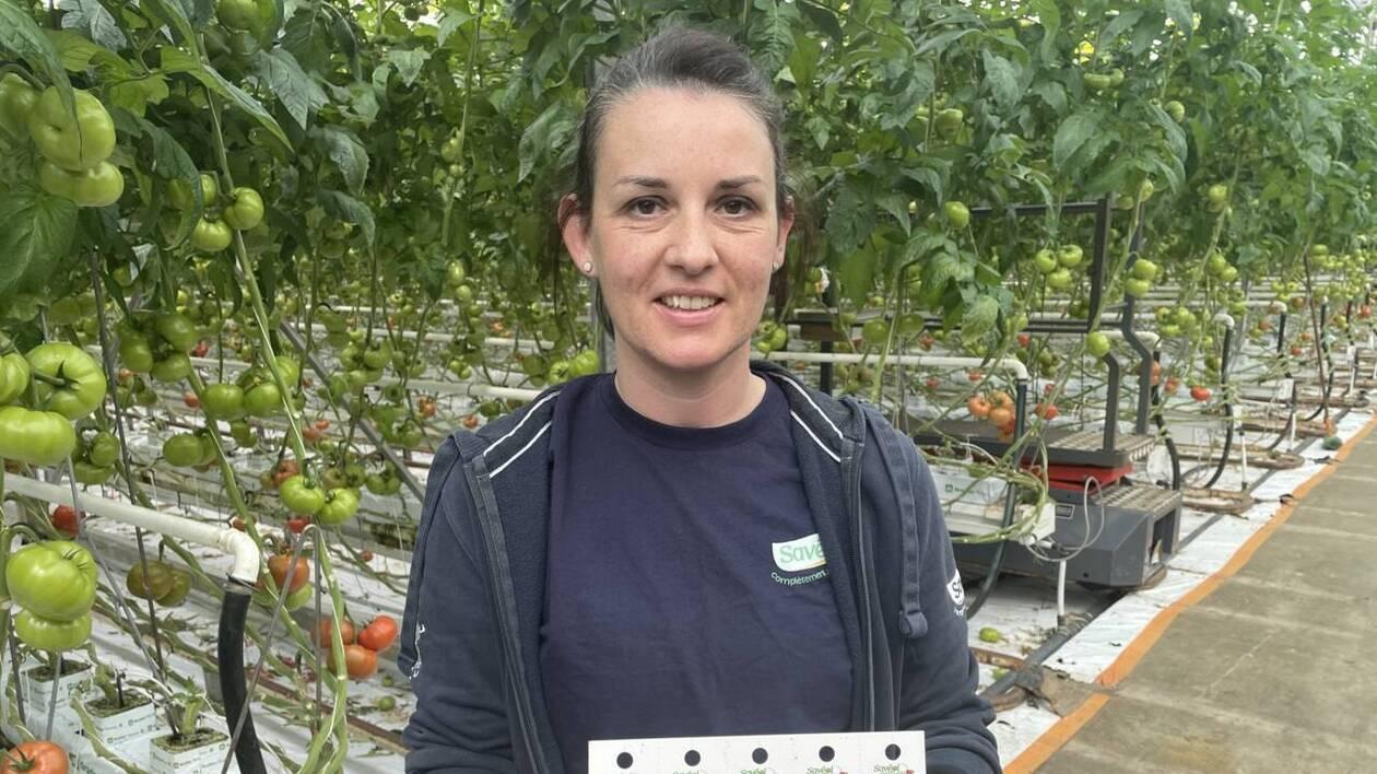 Les principaux ravageurs de la tomate en France