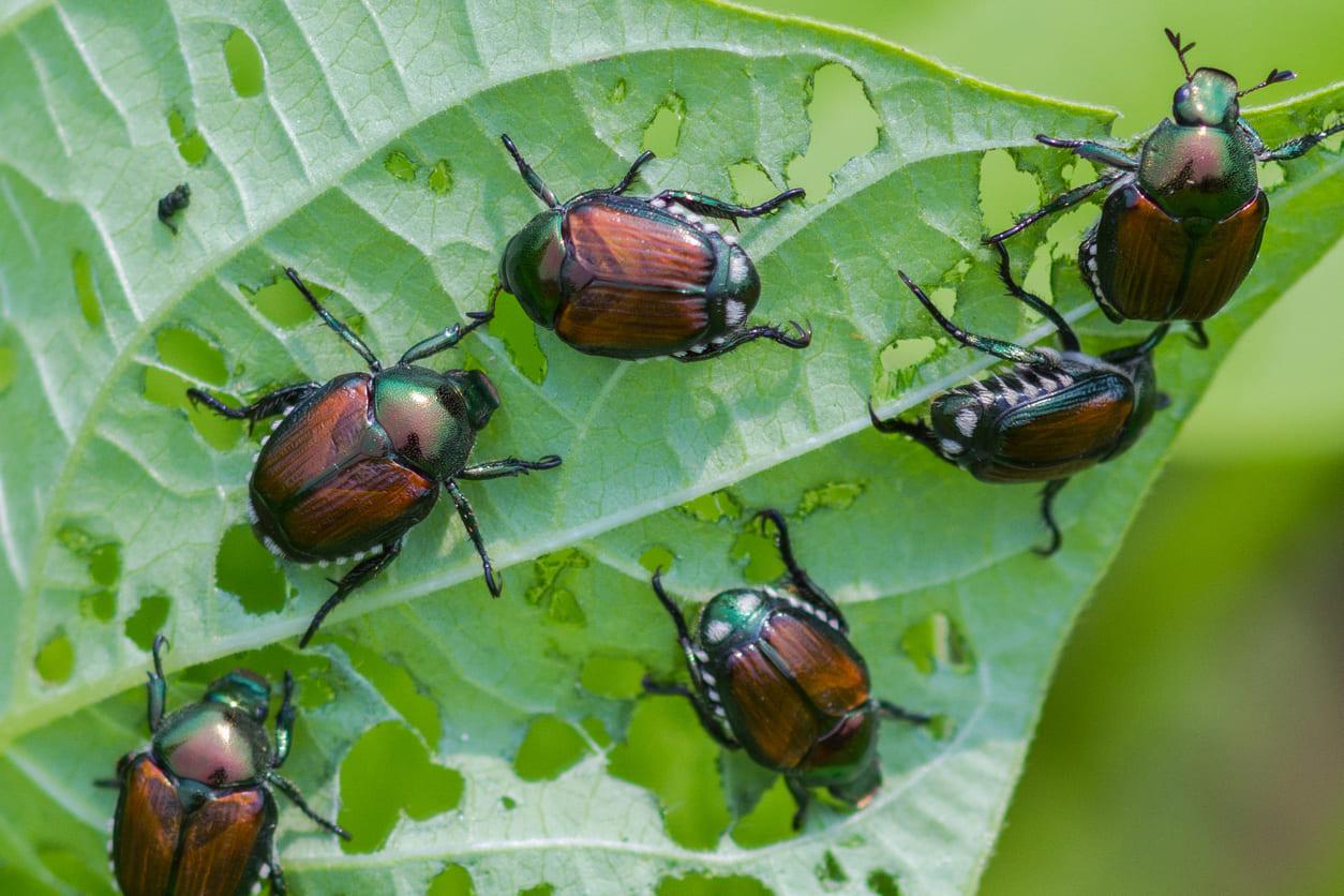 Les insectes ravageurs a surveiller