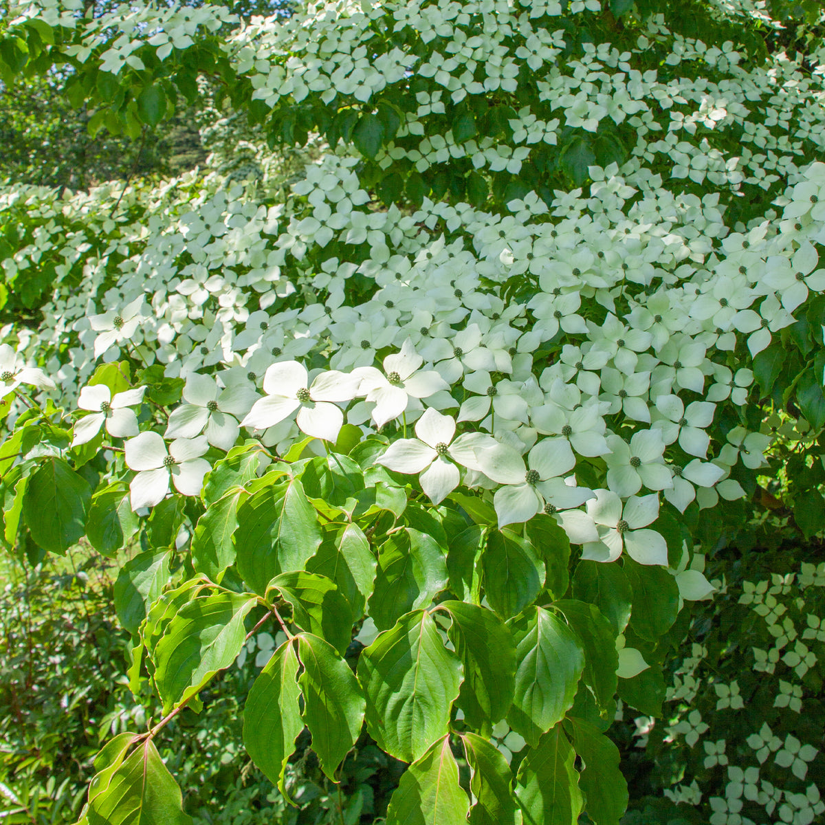 Viorne et Cornouiller : ecran naturel toute l annee
