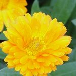 Le baume réparateur au calendula (souci) fait maison : apaiser les mains gercées du jardinier