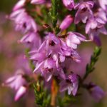 La bruyère d'hiver (Erica carnea) : floraison ininterrompue de novembre à mars dans vos massifs