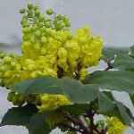 Le mahonia à feuilles de houx : ses grappes jaunes éclatantes et parfumées au cœur de l'hiver