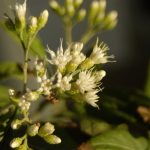 Planter une haie champêtre et mellifère : les meilleures essences indigènes pour la biodiversité