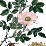 Planter les rosiers à racines nues en automne : le guide pas à pas pour un enracinement vigoureux