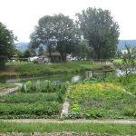 Protéger la mare du jardin en automne : filet anti-feuilles et préparation de la faune aquatique