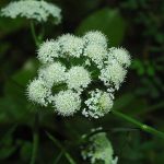 Récolter et cuisiner les châtaignes : cuisson à la poêle trouée, au four et conservation